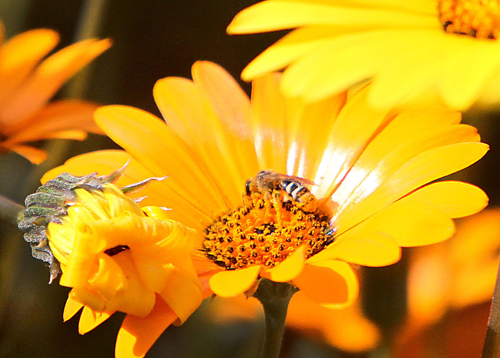 Wildflowers cover neighborhood